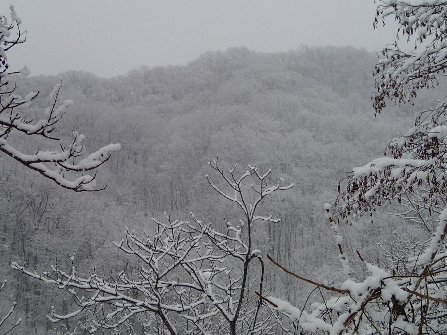 雪風景(1)